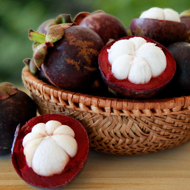 المانغوستين 