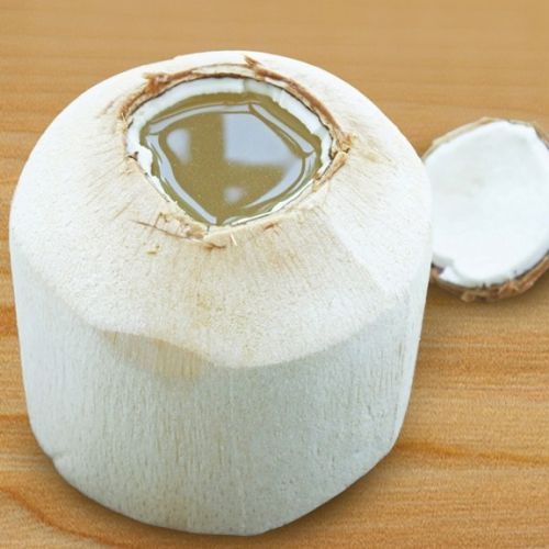 جوز الهند الصغير